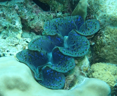 Tridacna maxima