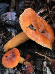 Lactarius eucalypti