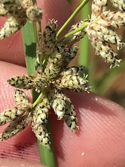 Schoenoplectus muricinux