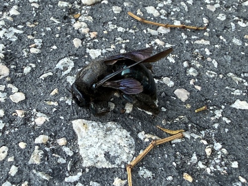 iNaturalist observation photo of Western Carpenter Bee