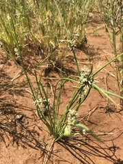 Schoenoplectus muricinux