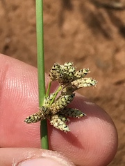 Schoenoplectus muricinux