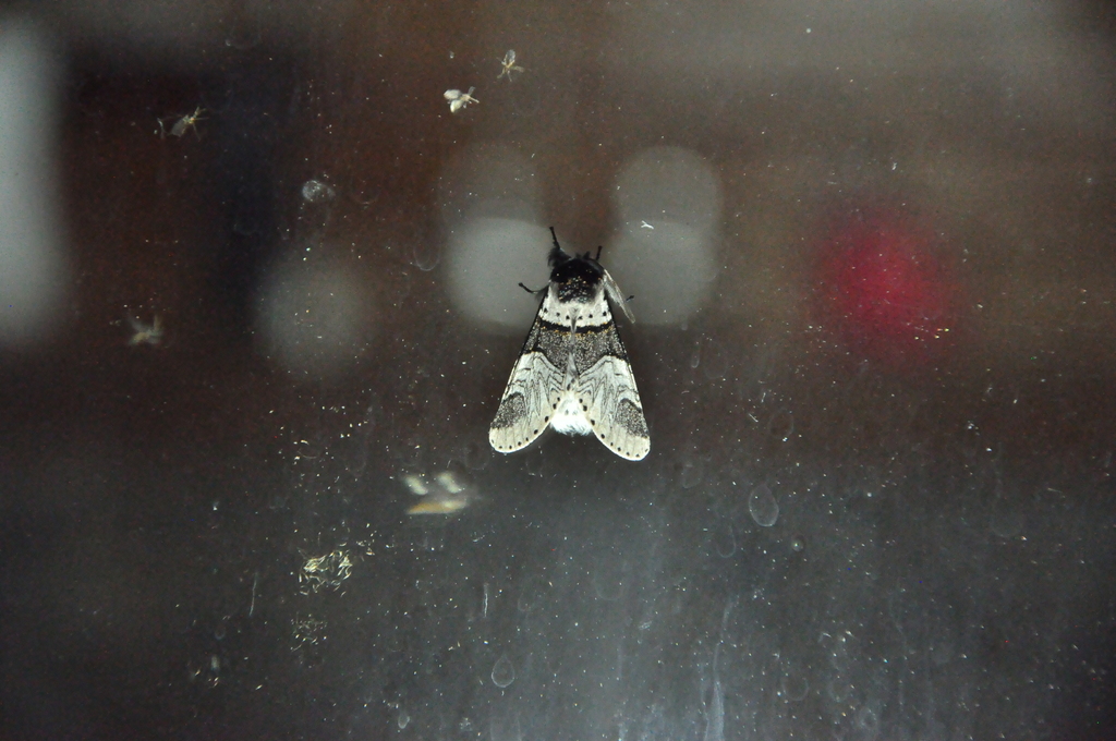 Furcula nicetia