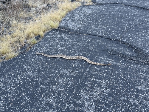 iNaturalist observation photo of Southwestern Speckled Rattlesnake