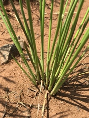 Schoenoplectus muricinux