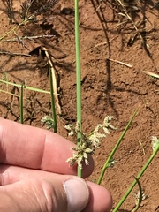 Schoenoplectus muricinux