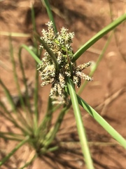 Schoenoplectus muricinux