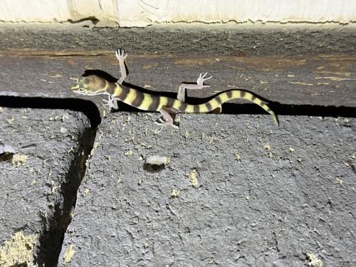 iNaturalist observation photo of Western Banded Gecko