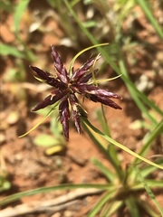 Cyperus usitatus