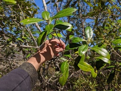 Cartrema americana