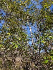 Cartrema americana