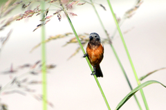 Sporophila ruficollis