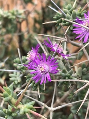 Ruschia intricata