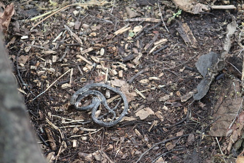 Thickhead Ground Snake