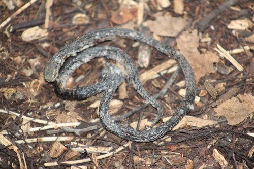 Thickhead Ground Snake