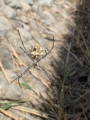 Argiope sector