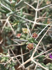 Ruschia intricata