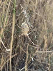 Argiope sector