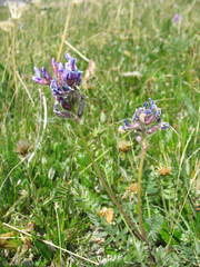 Oxytropis alpina