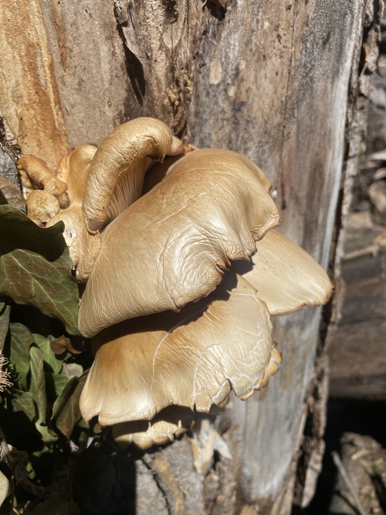Pleurotus ostreatus · March 2026 · photo: © irabike (iNaturalist, cc0)