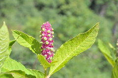 Phytolacca polyandra