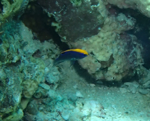 Pomacentrus indicus