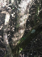 Olearia traversiorum