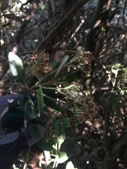 Olearia traversiorum