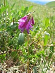 Hedysarum consanguineum
