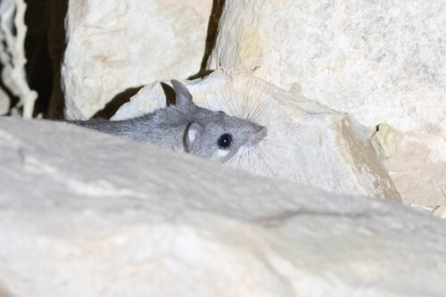 Western Saharan Spiny Mouse