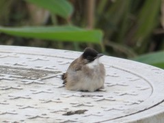 Pycnonotus xanthorrhous