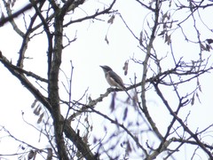 Pericrocotus cantonensis