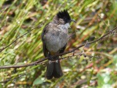 Pycnonotus xanthorrhous