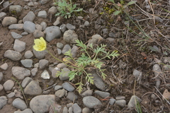 Papaver pulvinatum