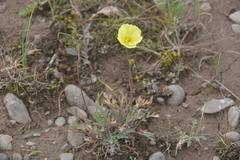 Papaver pulvinatum