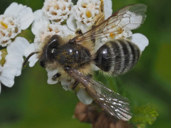 Andrena