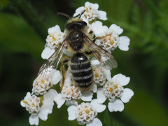 Andrena
