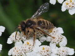 Andrena