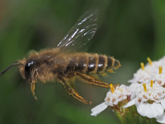 Andrena