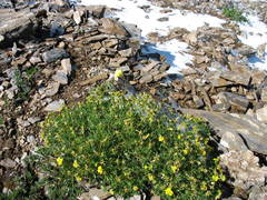 Potentilla biflora