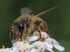 Andrena