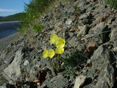 Papaver pulvinatum