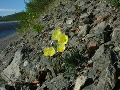 Papaver pulvinatum