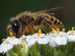 Andrena