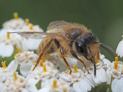 Andrena
