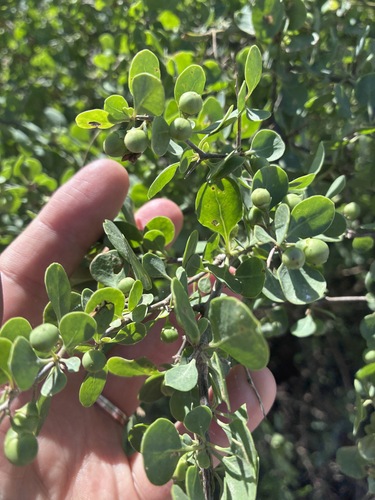 desert plum (Lycium boerhaviifolium)