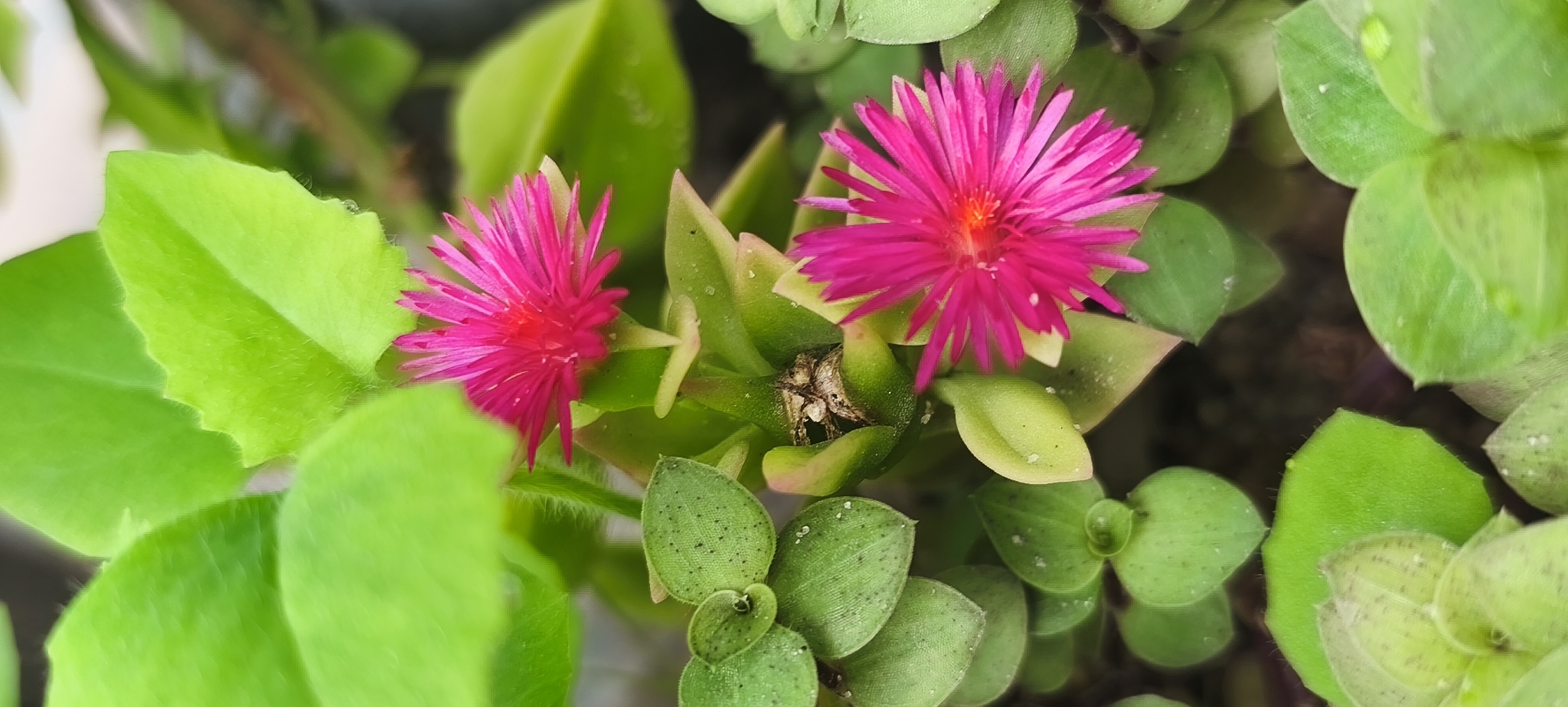 Mesembryanthemum cordifolium