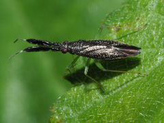 Heterotoma planicornis