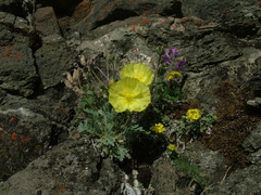 Papaver pulvinatum