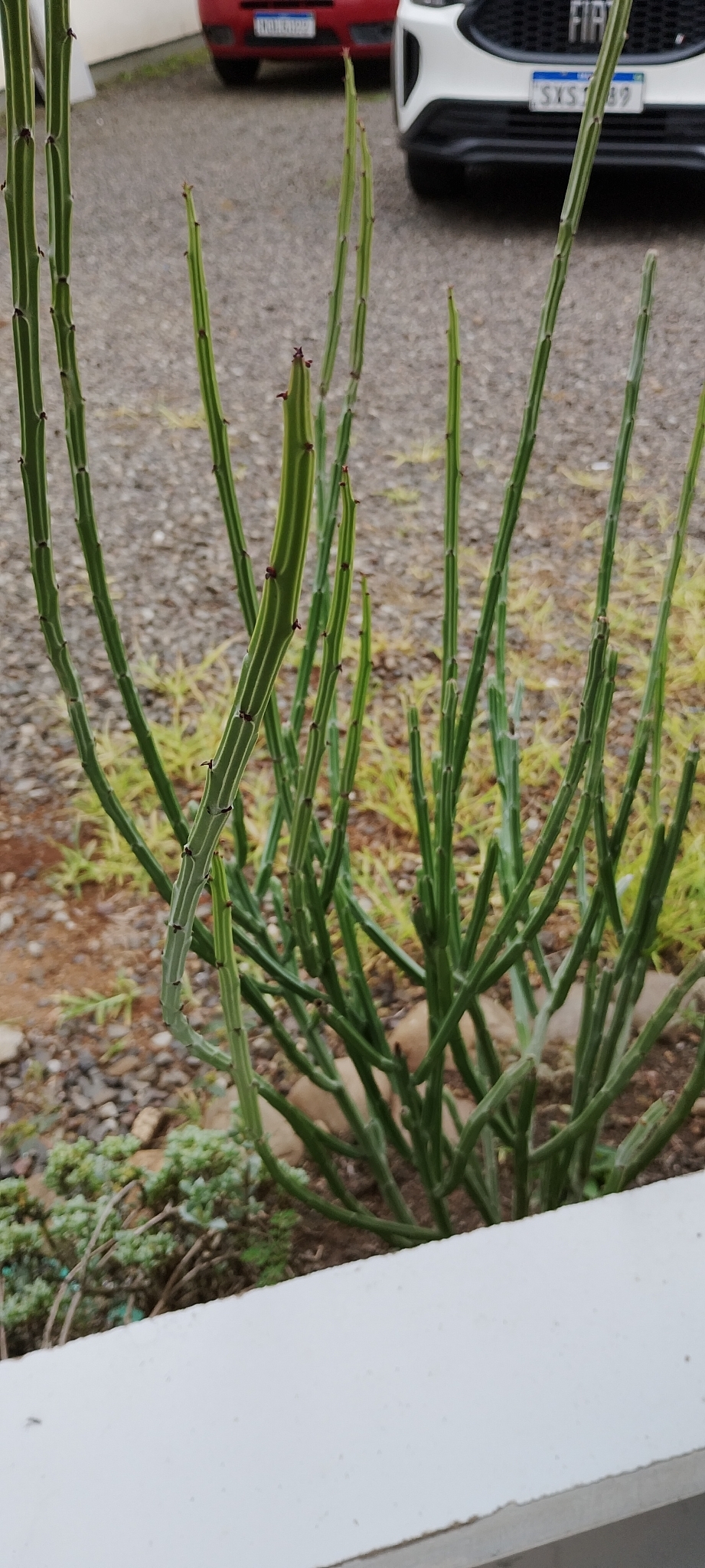Euphorbia sipolisii